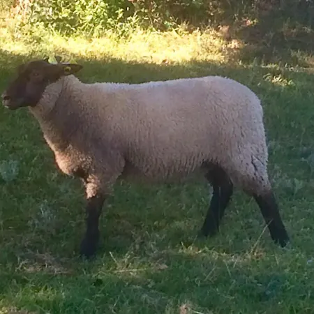 Bed & Breakfast La Crepelliere