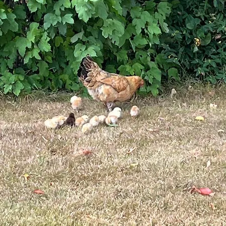 Bed & Breakfast La Crepelliere 3*