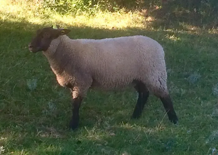 Frühstückspension La Crepelliere